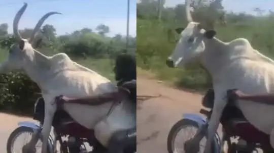 गाय को बाइक पर बिठाया और पकड़ ली रफ्तार, नजारा देख सिर पकड़कर बैठ गए लोग