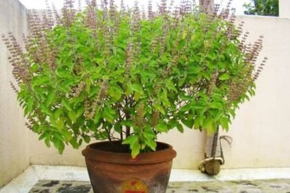 Tulsi Tips: घर मे तुलसी के पौधा को लगाने से मिलते है जबरदस्त फायदे, चमकती है किस्मत