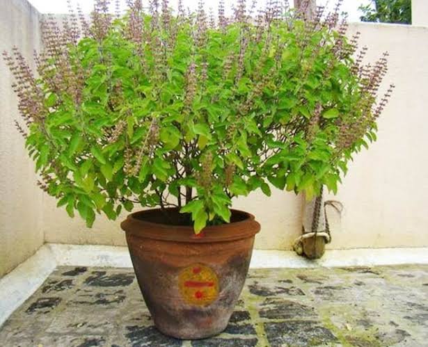 Tulsi Tips: घर मे तुलसी के पौधा को लगाने से मिलते है जबरदस्त फायदे, चमकती है किस्मत